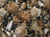 Fossil Seashells Found During Excavation Include Limpets and Periwinkles Lámina fotográfica Fossil Seashells Found During Excavation Include Limpets and Periwinkles Lámina fotográfica