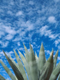 Agave Plant Lámina fotográfica por Fogstock Llc