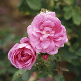Rosa X Centifolia "Muscosa" (Syn R. Old Pink Moss) Photographic Print by Michele Lamontagne