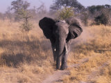Elephant, Okavango Delta, Botswana Photographic Print by Gavriel Jecan