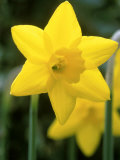 Narcissus, Sweetness (Daffodil), Joniquilla and Apodanthus Group Photographic Print by Mark Bolton