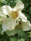 Philadelphus, Belle Etiole (Scented) Lámina fotográfica por Mark Bolton