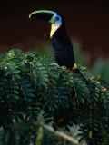 Channel Bill Toucan (Ramphastos Vitellinus) in Profile, Colombia Fotografie-Druck von Alfredo Maiquez