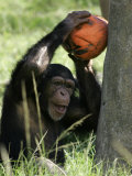 A Young Chimpanzee Attempts to Crack a Coconut Colored Orange to Look Like a Pumpkin Photographie par Wilfredo Lee