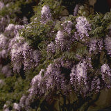 Michele Lamontagne - Wisteria Detail of Flowers and Foliage - Fotografik Baskı
