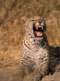 Panther, Okavango Delta, Botswana Fotografie-Druck von Pete Oxford