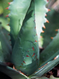 Tobala Agave, Guelatao, Oaxaca, Mexico Photographie par Igal Judisman