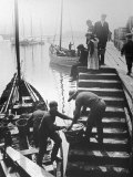 The Day's Catch is Unloaded from a Fishing Boat at Staithes Yorkshire Fotografisk trykk av Graystone Bird