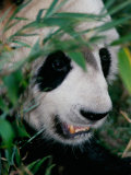 Panda, Wolong, Sichuan, China Photographic Print by Keren Su