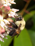 A Large Carpenter Bee, Xylocopa Virginica, Feeding on Milkweed Photographic Print