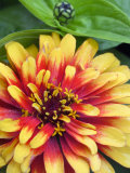 Zinnia, Close-up of Yellow and Red Flower Head Photographie par Mark Bolton