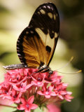 A Butterfly Rests on a Flower at the America Museum of Natural History Butterfly Conservatory Photographic Print by Jeff Christensen