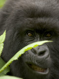 Mountain Gorilla (Gorilla Gorilla Berengei)Showing Teeth, with Leaves Photographic Print by Roy Toft
