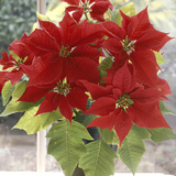 Euphorbia Pulcherrima Poinsettia in Pot on Windowsill Fotografiskt tryck av Lynne Brotchie Euphorbia Pulcherrima Poinsettia in Pot on Windowsill Fotografiskt tryck av Lynne Brotchie