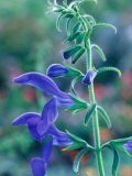 Gentian Sage, Close-up of Flower Lámina fotográfica por Mark Bolton Gentian Sage, Close-up of Flower Lámina fotográfica por Mark Bolton