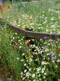 Colourful Planting of Wildflowers Photographic Print by Ron Evans