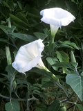 Datura Meteloides, Close-up of Flowers in September Fotografisk trykk av Philippe Bonduel