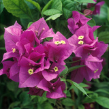 Bougainvillea Bougainvillea