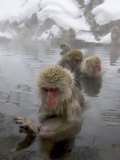 Snow Monkeys (Macaca Fuscata) Bathing in Natural Hot Springs Photographic Print