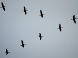 Birds Over Frankfurt Photographic Print by Michael Probst