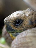 Profile of Giant Tortoise, La Galapaguera, Ecuador Photographic Print by Paul Kennedy