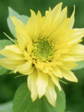 Helianthus 