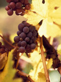 Grapes Growing on a Vine Photographic Print by Fogstock Llc 