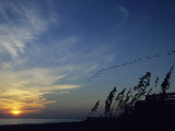A Flock of Pelicans Soars Above a Beach at Sunset Photographic Print