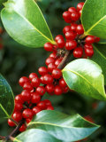Ilex X Altaclarensis Marnockii (Holly) Lámina fotográfica por Mark Bolton