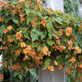 Begonia Sutherlandii Trailing Plant in Hanging Basket Conservatory Photographie par Christopher Fairweather