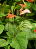 Anthurium Andreanum Lámina fotográfica por Mark Bolton