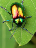 A Dogbane Leaf Beetle, Chryschus Cobaltinus, Eating Dogbane Leaf Photographic Print by George Grall