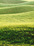 Perfect Lawn, Mount Juliet, Co Kilkenny, Ireland, Golf Course Same as Feature Pic No Lámina fotográfica por Georgia Glynn-smith