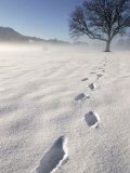Footprints in Snow Lámina fotográfica por Fogstock Llc Footprints in Snow Lámina fotográfica por Fogstock Llc