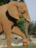An African Elephant Prepares to Smash a Pumpkin Photographie par Wilfredo Lee