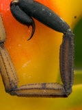 Scorpion Tail against Heliconia Flower Photographic Print by Roy Toft