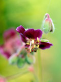 Geranium "Samobor," Close-up of Purple Flower Head, September Fotografie-Druck von Lynn Keddie