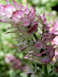 Salvia Turkestancia (Sage) Lámina fotográfica por Mark Bolton Salvia Turkestancia (Sage) Lámina fotográfica por Mark Bolton