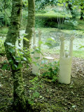 Contemporary Sculpture, Figures Rising from Ground in Woodland Lámina fotográfica por Mark Bolton Contemporary Sculpture, Figures Rising from Ground in Woodland Lámina fotográfica por Mark Bolton