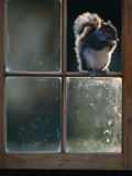 Grey Squirrel (Sclurus Carolinensis) Perched in Window Frame, Llanidloes, United Kingdom Impressão fotográfica por Andrew Parkinson Grey Squirrel (Sclurus Carolinensis) Perched in Window Frame, Llanidloes, United Kingdom Impressão fotográfica por Andrew Parkinson