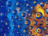 Dew Drops reflecting an Orange Profusion Zinnia with a blue backdrop, Sammamish Washington Fotografie-Druck von Darrell Gulin