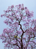Jacaranda Trees Blooming in City Park, Buenos Aires, Argentina Photographic Print by Michele Molinari