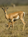 A Female Grants Gazelle Nursing Her Baby in a Field (Gazella Granti) Photographic Print