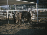 Rodeo Bulls Look Directly at the Camera with an Angry Stare Photographic Print by Taylor S. Kennedy