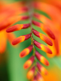 Crocosmia "Venus" Close-up of Red/Orange Flower Photographie par Lynn Keddie