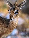 Damara Dik-Dik (Madoqua Kirkii), Etosha National Park, Namibia Lámina fotográfica por Andrew Parkinson