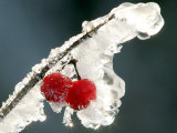 Eisverkrustete Fruechte Eines 'Gemeinen Schneeball' Strauches Photographic Print