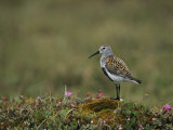 Portrait of a Dunlin, Calidris Alpina Photographic Print
