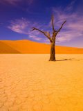 Skeleton Trees in Dead Vlei, Namibia World Heritage Site, Namibia Photographic Print by Michele Westmorland
