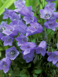 Campanula Cochlearifolia Syn. C. Bellardii, C. Pusilla (Fairys Thimble) Photographie par Mark Bolton
